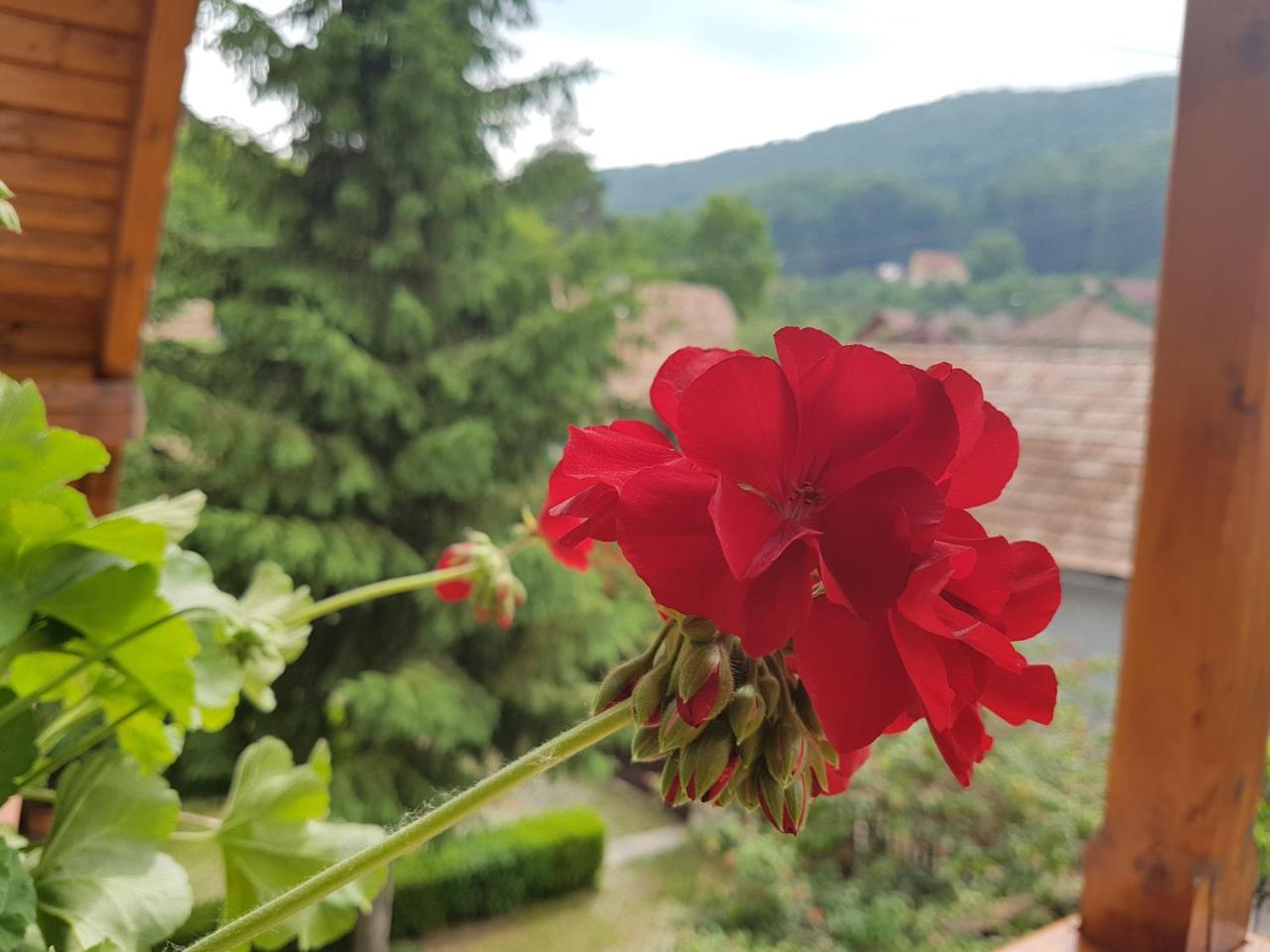 Pensiunea Lorincz *** Panzio Sovata Buitenkant foto